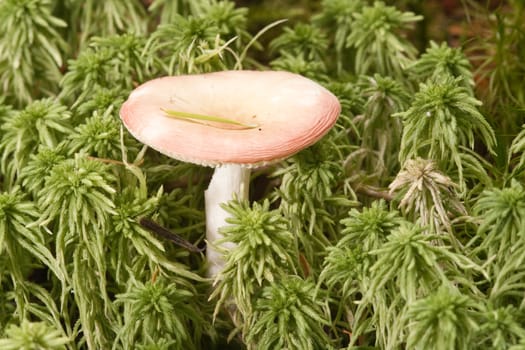 Birch Brittlegill mushroom, Russula betularum, nestles amongst moss.