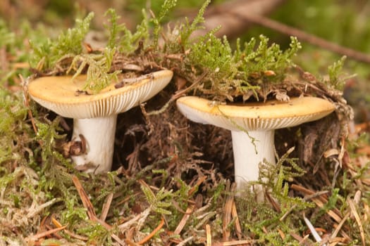 Common Yellow Russula, Russula ochroleuca. Edible.