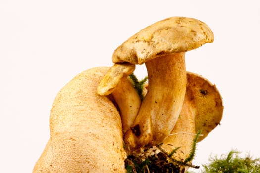 Parasitic Bolettes, Boletus parasiticus growing on Earthball, Scleroderma citrinum.