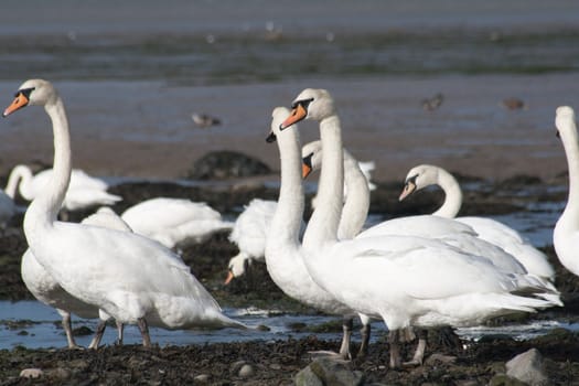 Mute Swans, Cygnus olor, flock in the sun on an estuary.