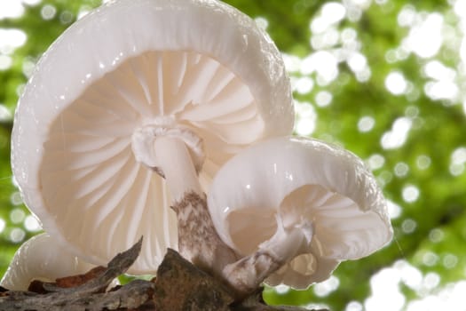 Porcelain mushroom, Oudemansiella mucida, edible Autumn forage.