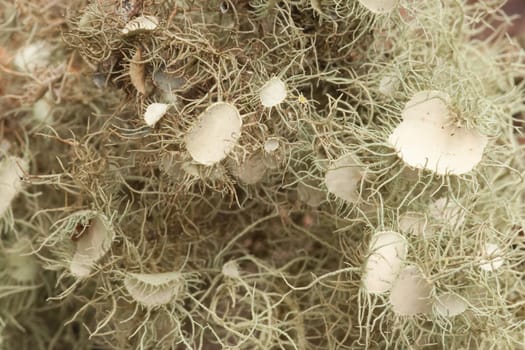 Lichen textures, tendrils and pads.