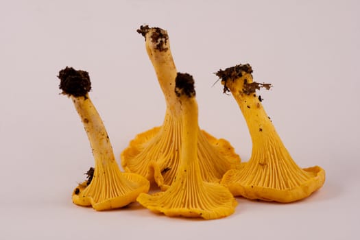 chanterelle mushrooms showing gills.