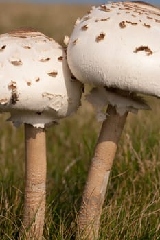 Parasol Mushrooms, Macrolepiota procera. Edible, free wild food.