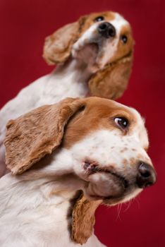 Two Cocker Spaniels. Selective focus on the eyes.