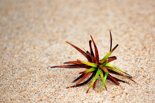 A small plant alone in the sand