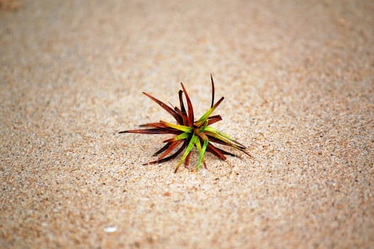 A small plant alone in the sand