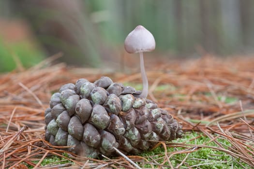 Conifercone cap growing from conifer cone.