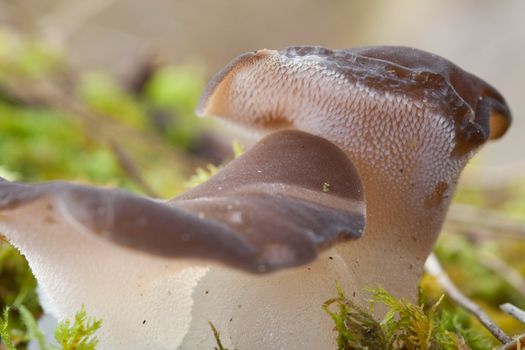 Jelly Tooth, Pseudohydnum gelatinosum.