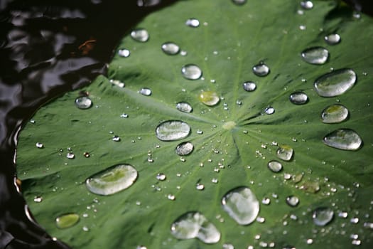 Sheet of a lotus with drops of water
