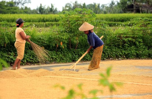 Editorial: Rice farmers in Bali. Indonesia
