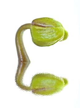 A sprout of a flower isolated over white with reflection in the water