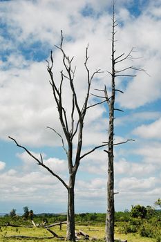 Dead tree in Savannah, Serengeti park Tanzania