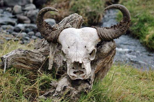 Wildebeest skull laying on a dead tree, Africa