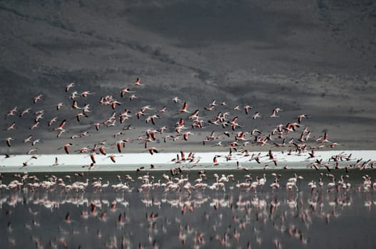 Pink flamingos taking off from the lake