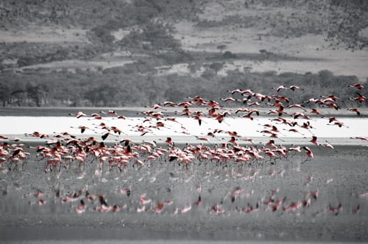 Pink flamingos taking off from the lake