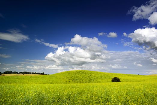 Summer landscape - saturated view of meadow.  Europe, Poland. 
Adobe RGB (1998).