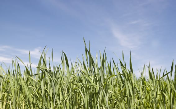 Green Field with Blue sky