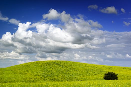 Summer landscape - saturated view of meadow. Europe, Poland. Adobe RGB (1998).