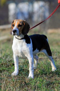 Cute tri-colored beagle puppy standing in a park
