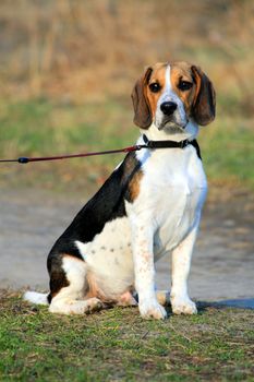 Cute tri-colored beagle puppy sitting in a park
