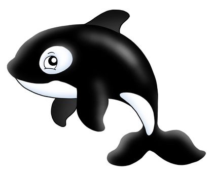 Killer whale on white background - color illustration.