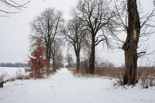 Winter landscape with road and trees