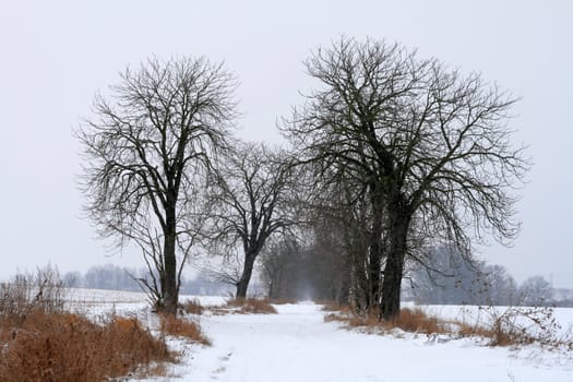 Winter landscape with road and trees