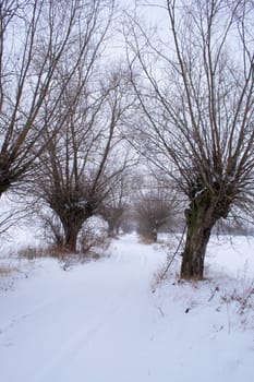 Winter landscape with road and willow trees