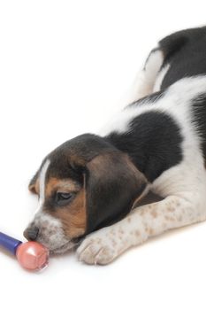 Cute tricolor beagle puppy isolated over white background plays with a red nail polish