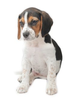 Cute tricolor beagle puppy sitting isolated over white background