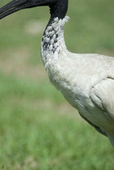 an australian white ibis, (Threskiornis molucca) wading bird from the family Threskiornithidae