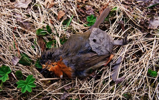 A dead robin located on the withered grass. New plants have begun to sprout
