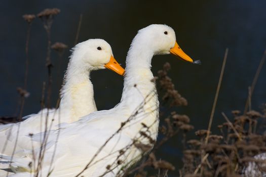Two white ducks