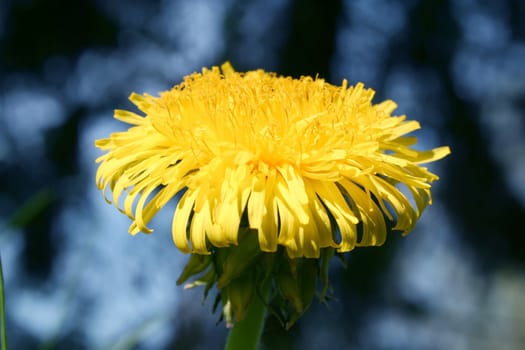 A yellow Blossom.