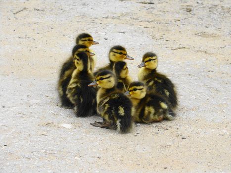 Small ducklings crowd on asphalt