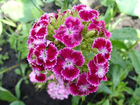 The dismissed buds of a pink beautiful carnation