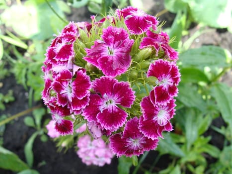 The dismissed buds of a pink beautiful carnation