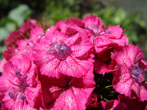 Water drops on petals of pink colours