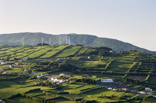 Hedge landscape in Faial island, Azores, Portugal