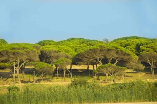 Shot of nature pine park view in Spain