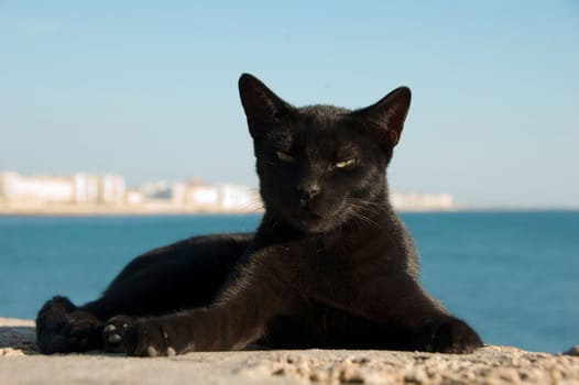 Costline view of stray cat on Cadiz, Spain
