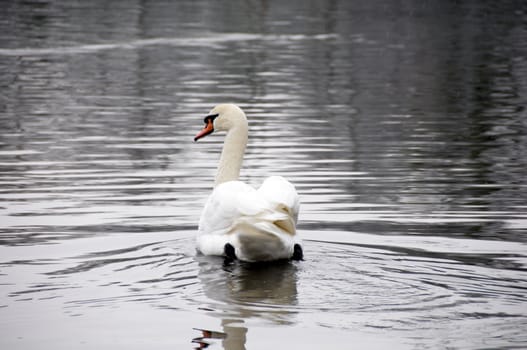 A swan on a lake in winter