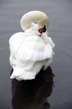 A swan on a lake in winter