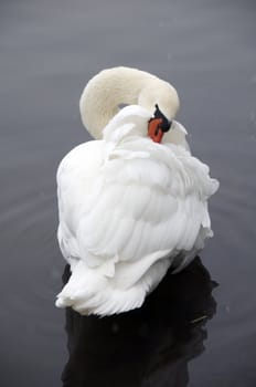 A swan on a lake in winter