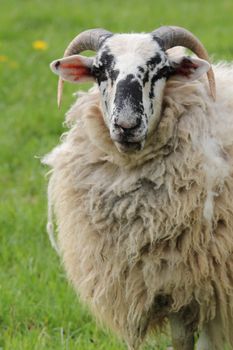 portrait of a sheep ram