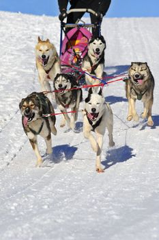 Details of a team of huskies in full action, heading towards the camera.