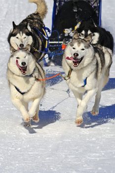 Details of a Malamute sled dog team in full action, heading towards the camera.