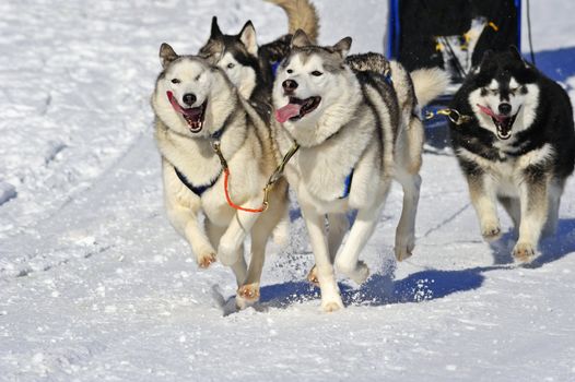 Close up of a sled dog team in full action, heading towards the camera. Space for text in the snow to the bottom left of image.