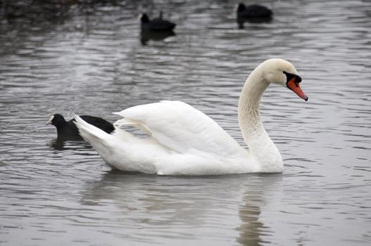 A swan on a lake in winter